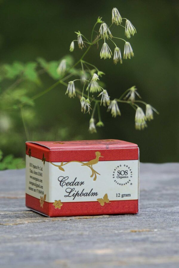 Cedar lipbalm (12 gram)